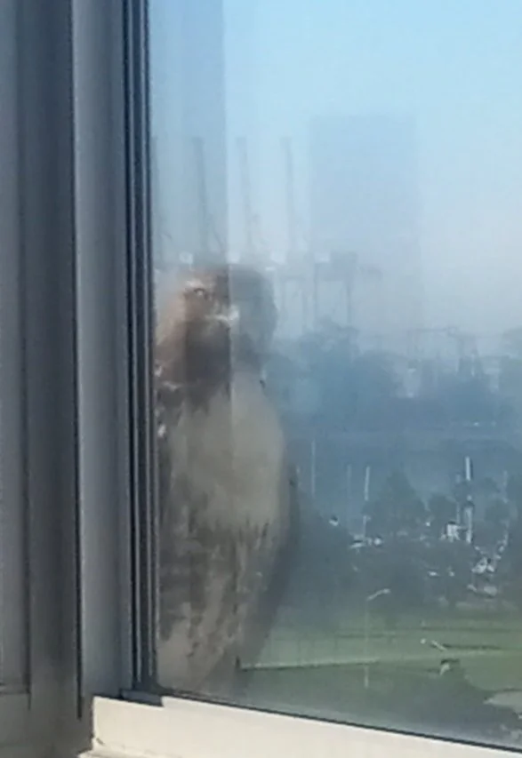 A bird, possibly a hawk or eagle, sitting on a window ledge outside a building with a slightly foggy cityscape in the background staring at the photographer