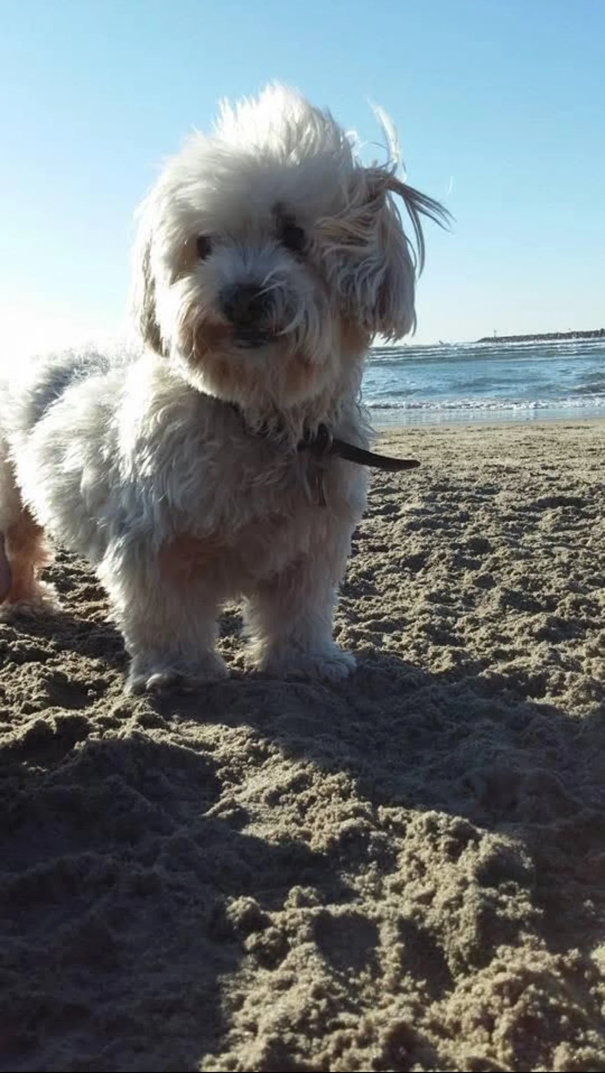 A small, fluffy dog standing on a sandy beach with the ocean and a clear blue sky in the background.