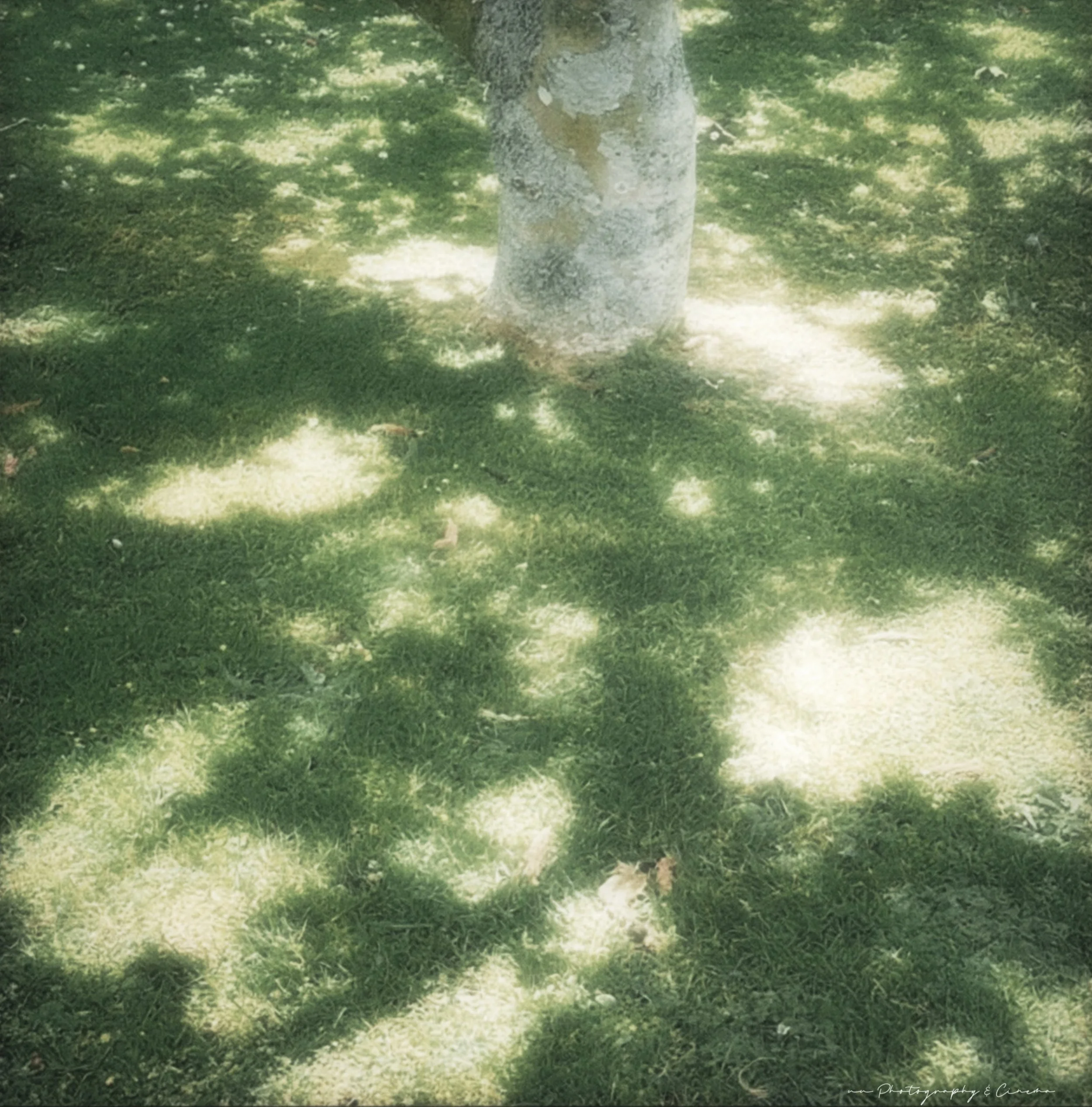 The Dance of Light and Shadow