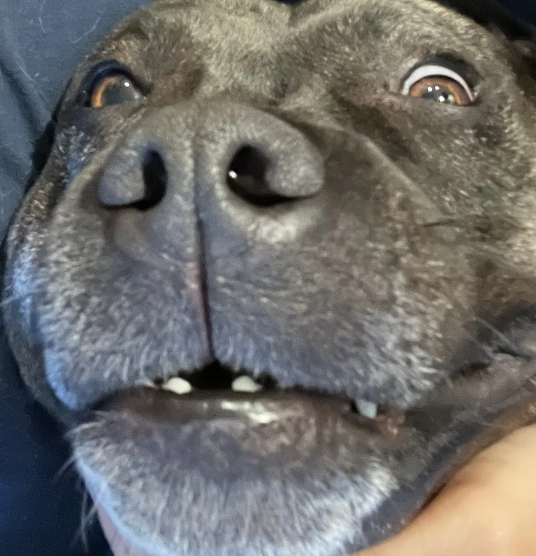 Close-up of a black dog's face with its nose in the foreground, showing its eyes, nose, and partially open mouth.