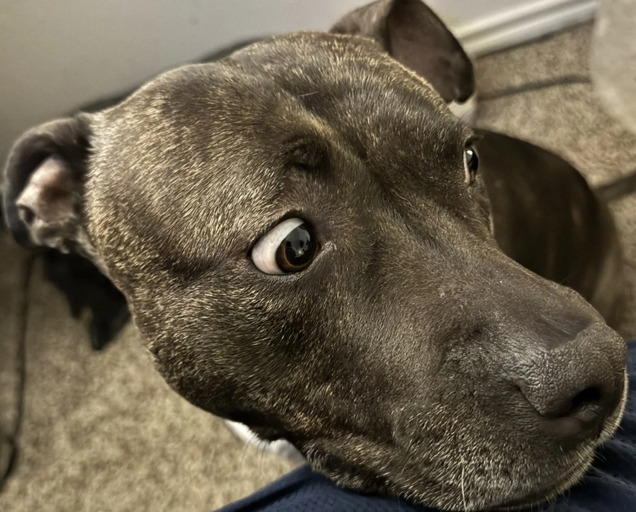 Close-up of a brindle-colored dog with one eye open and the other eye partially closed, lying down on a carpeted floor.