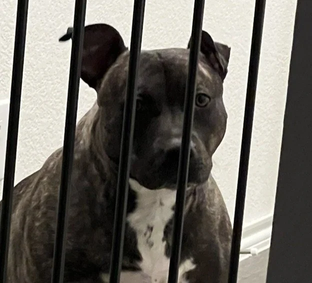 A brindle-colored puppy or small dog behind black metal bars, looking out with a dejected expression.