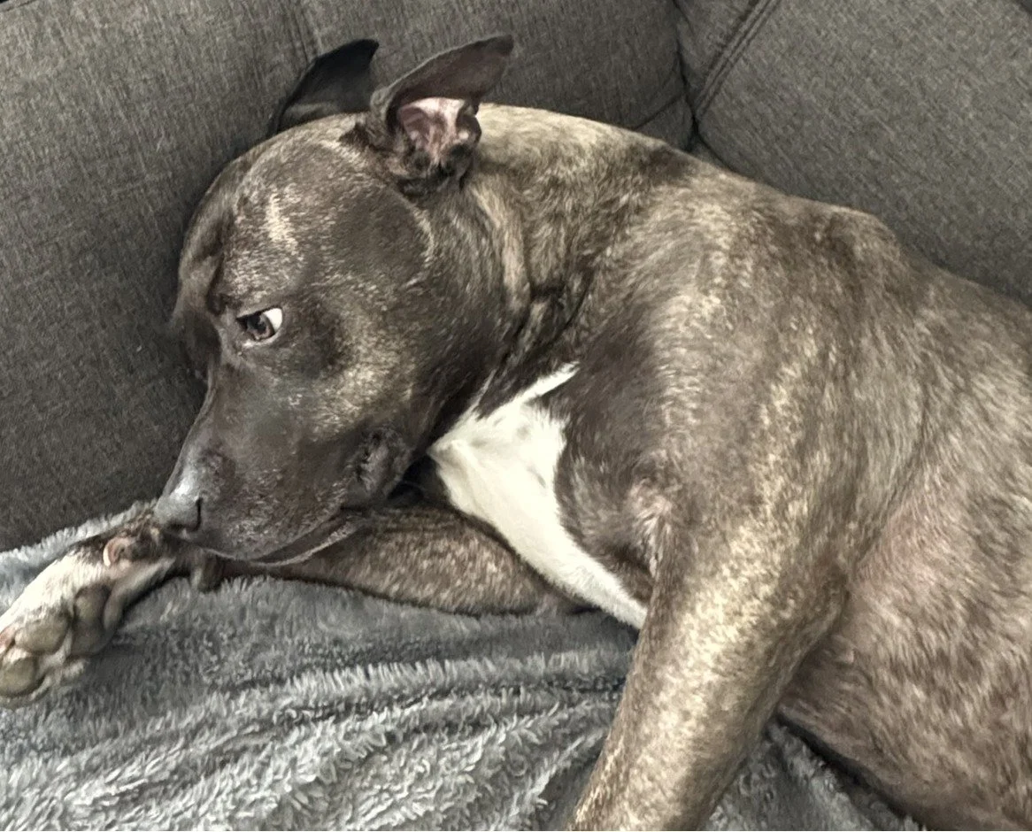 A brindle-patterned dog with a white chest and paws, lying on a gray textured blanket and resting on a dark gray couch.