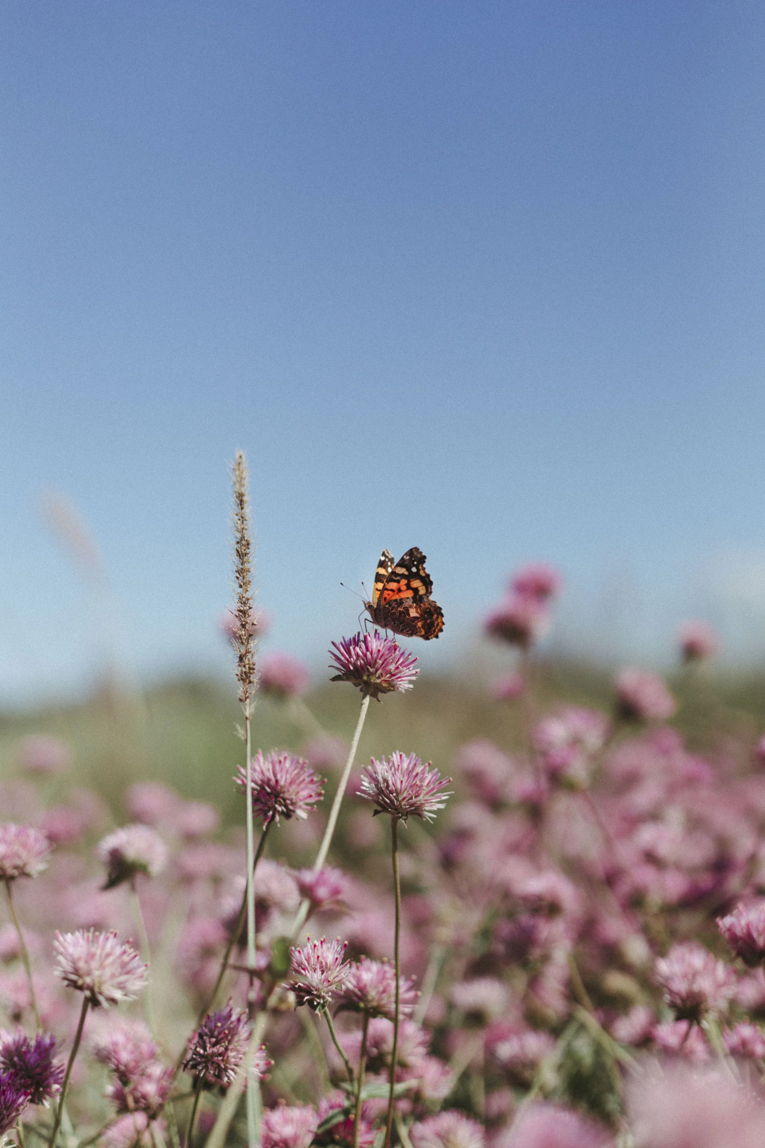A butterfly perched on a pink flower amid a field of pink blossoms under a clear blue sky.