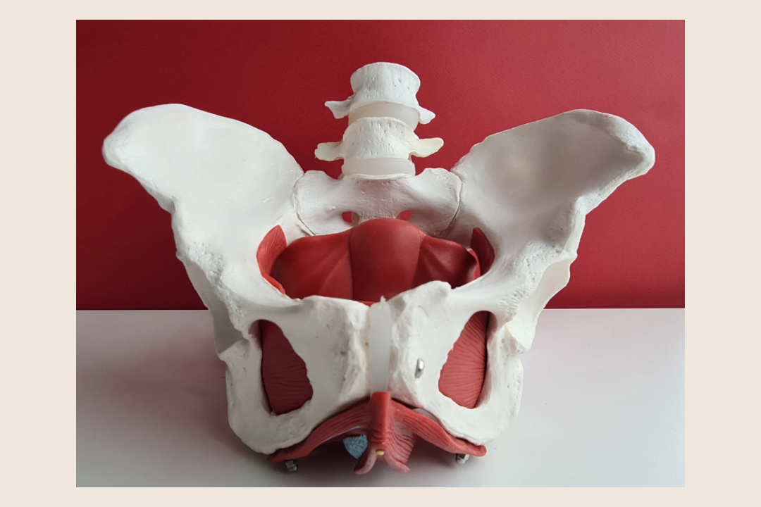A female pelvis showing bones, pelvic floor muscles, and ligaments. Showing the pelvis and pelvic organs. Educational item showing a real pelvis and what the pelvic organs look like.