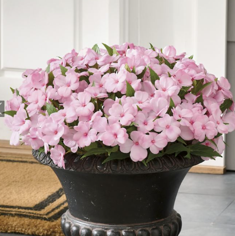 ADD-ON: 2 planters with flowers