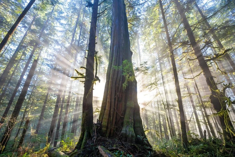 Cedar light energy healing