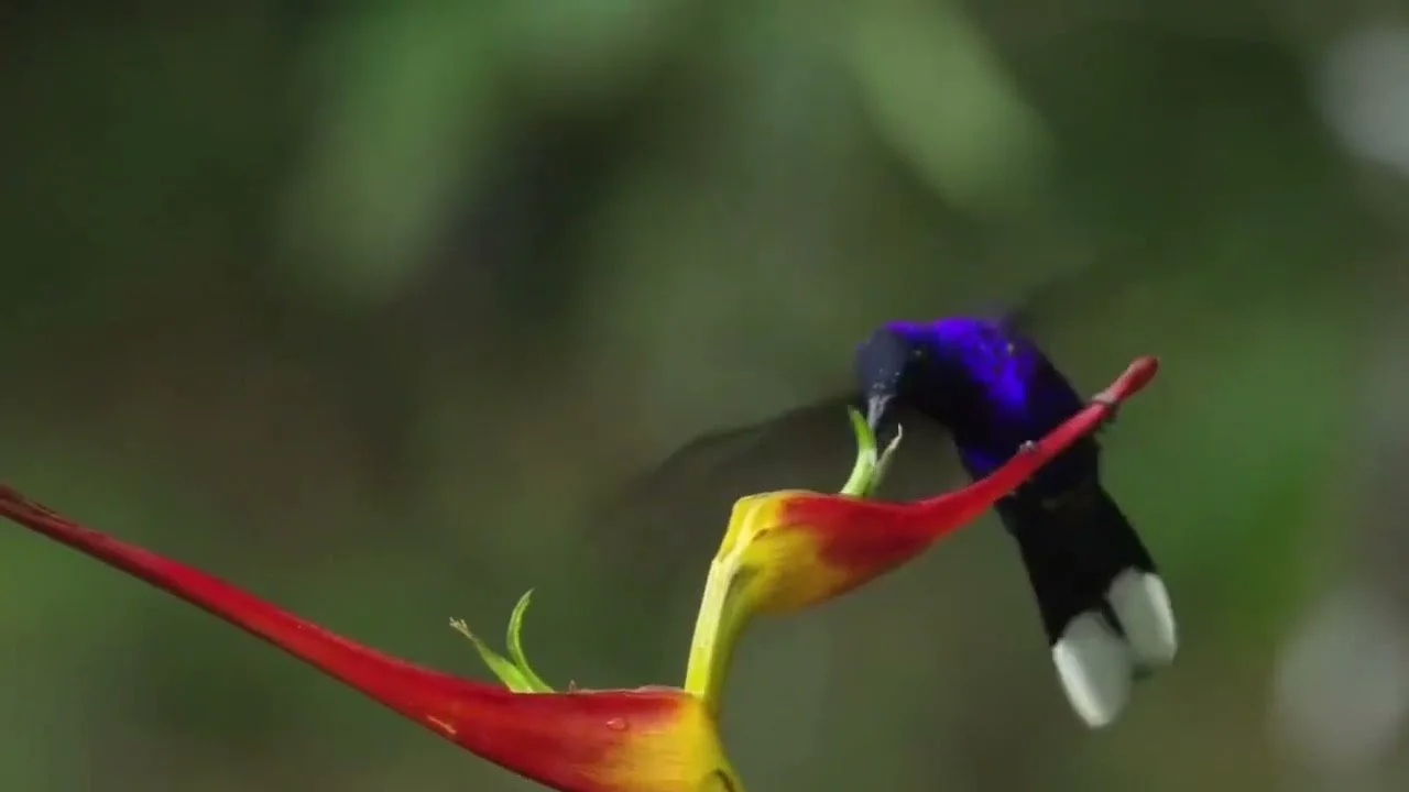 Violet Sabrewing (Campylopterus hemileucurus) (BQ).jpg