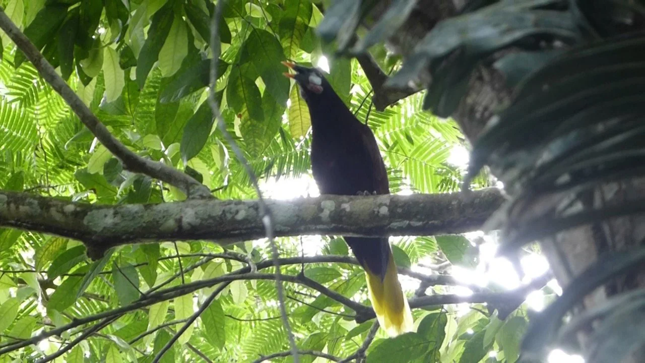 Montezuma's Oropendola call (BQ).jpg