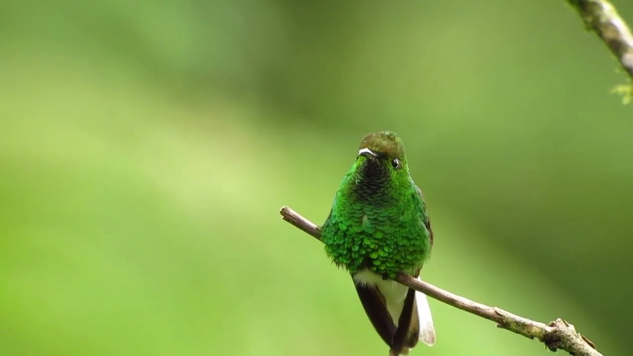 Elvira cupreiceps Male (BQ).jpg