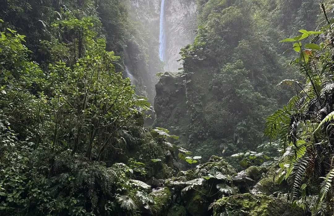 Plan de reforestación