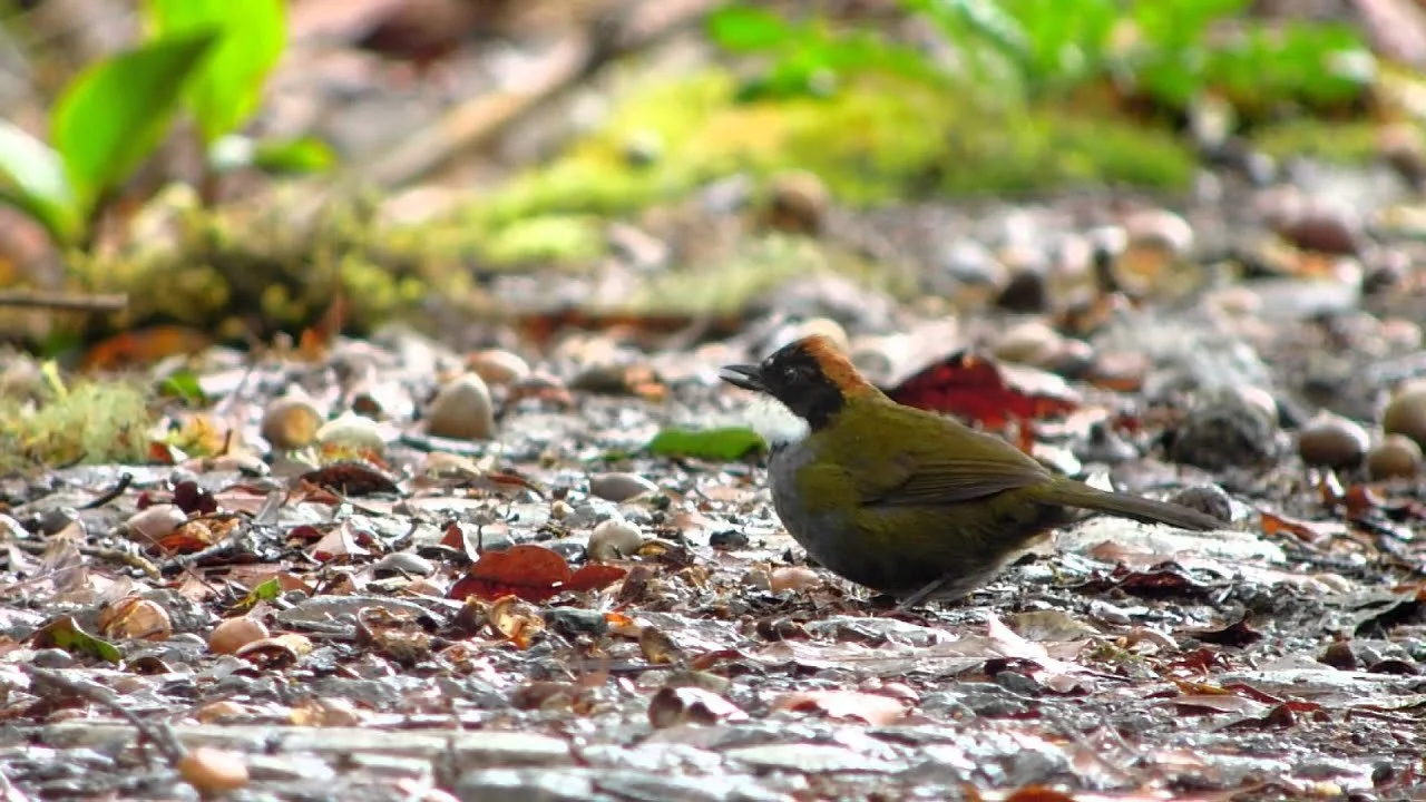 Chestnut-capped Brush-finch (Buarremon brunneinucha) (BQ).jpg