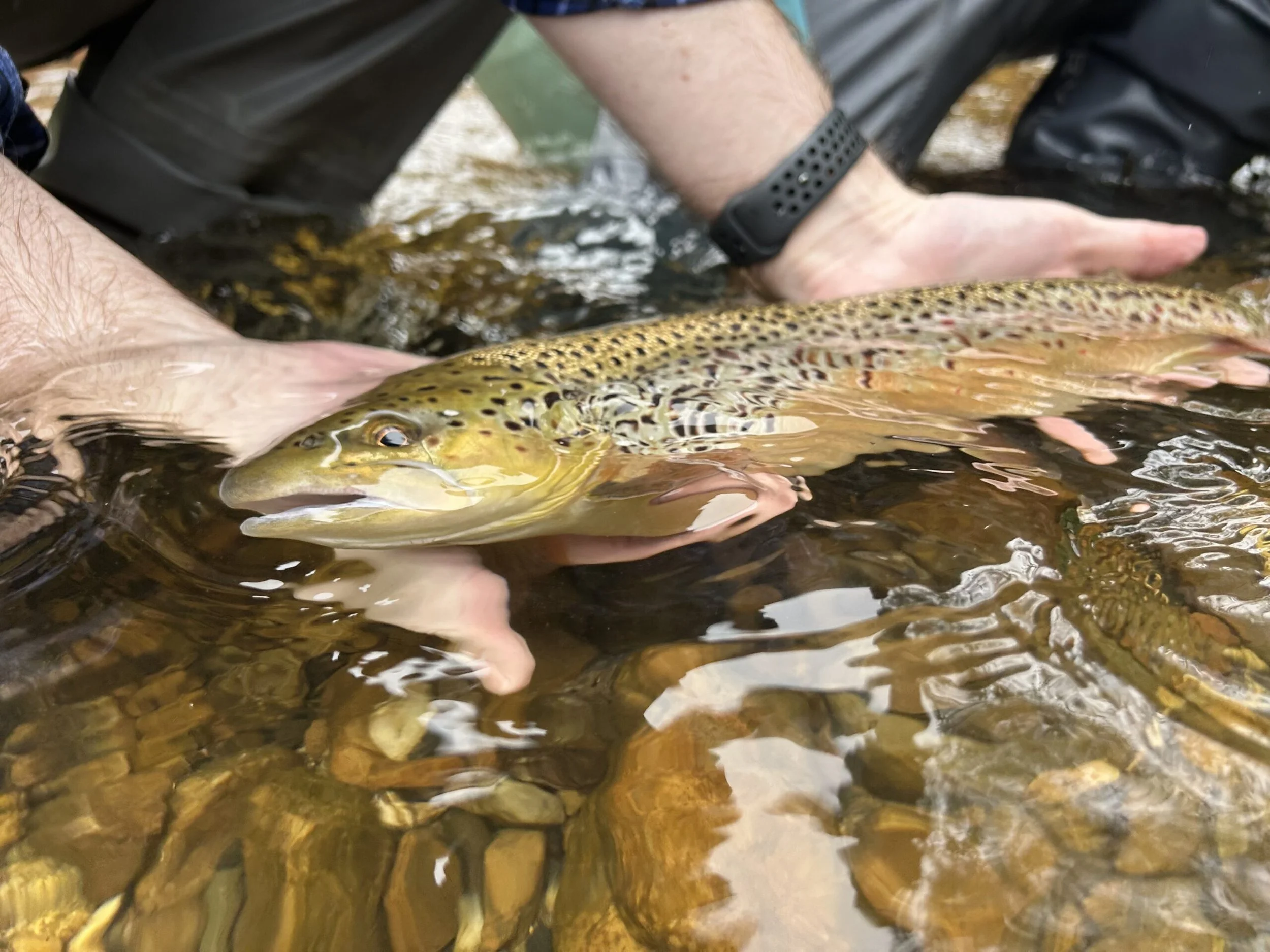 Low Water, Higher Learning: Why This is Still a Great Time to Fly Fish the Battenkill in Vermont