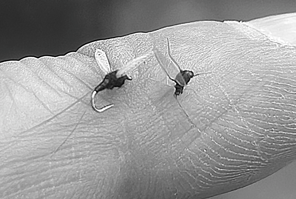 Small Fly, Big Challenge – the Trico Hatch