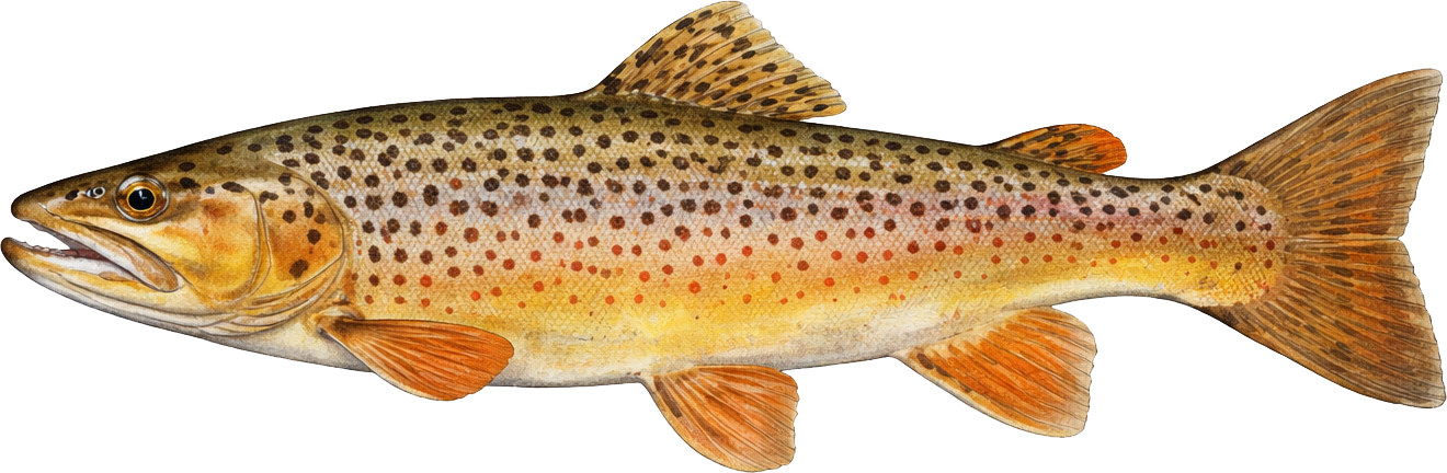 Battenkill brown trout
