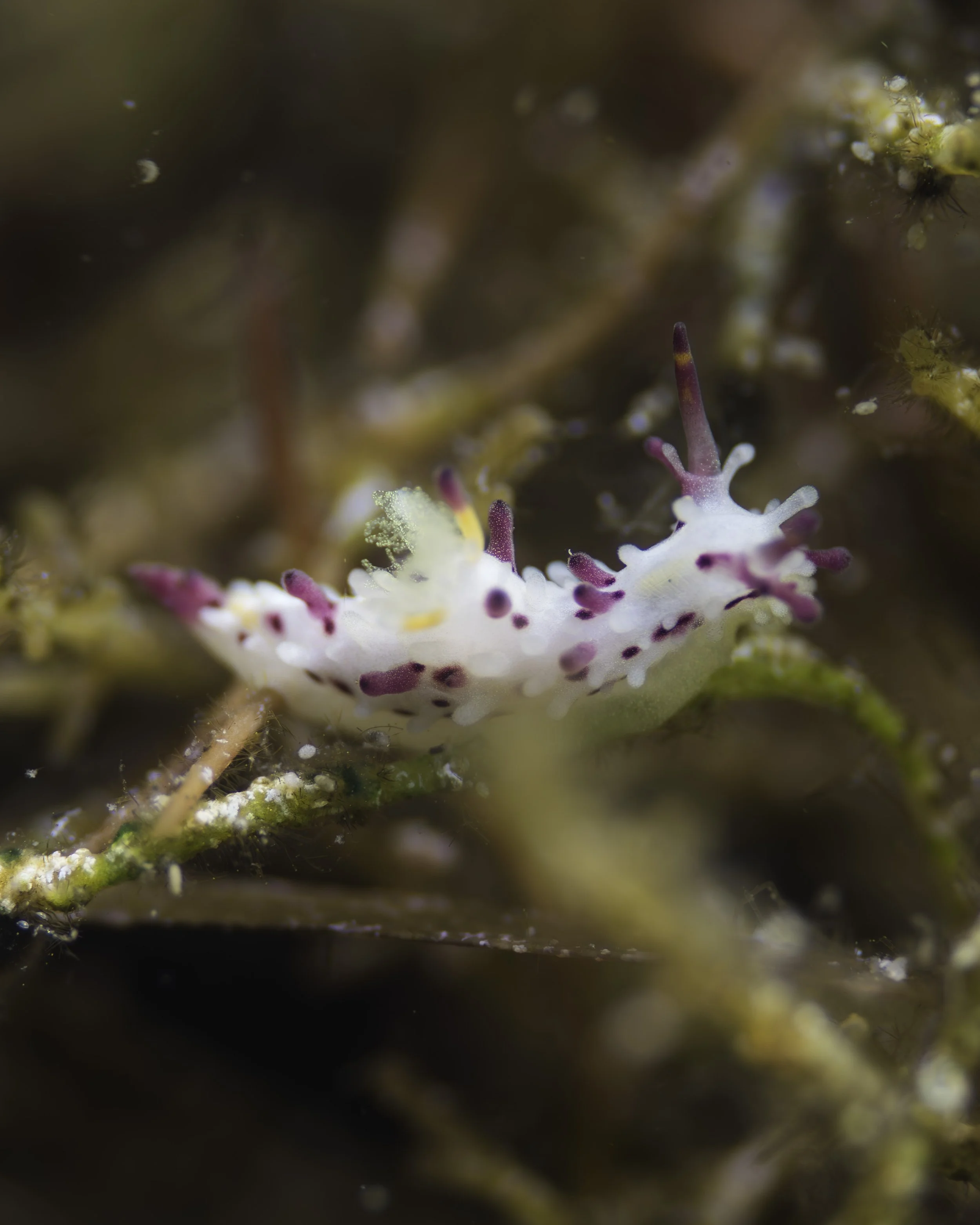 Nudi (v)-1.jpg