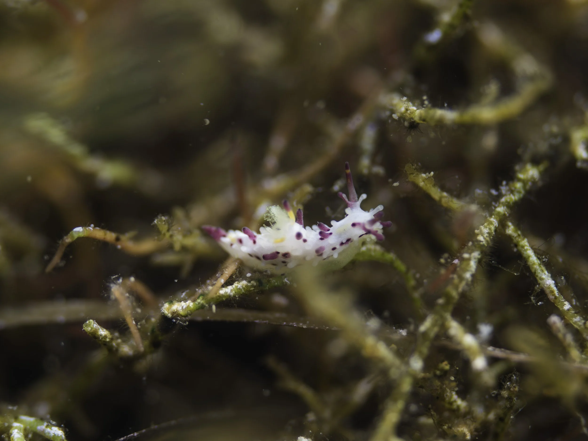 Nudi-1.jpg