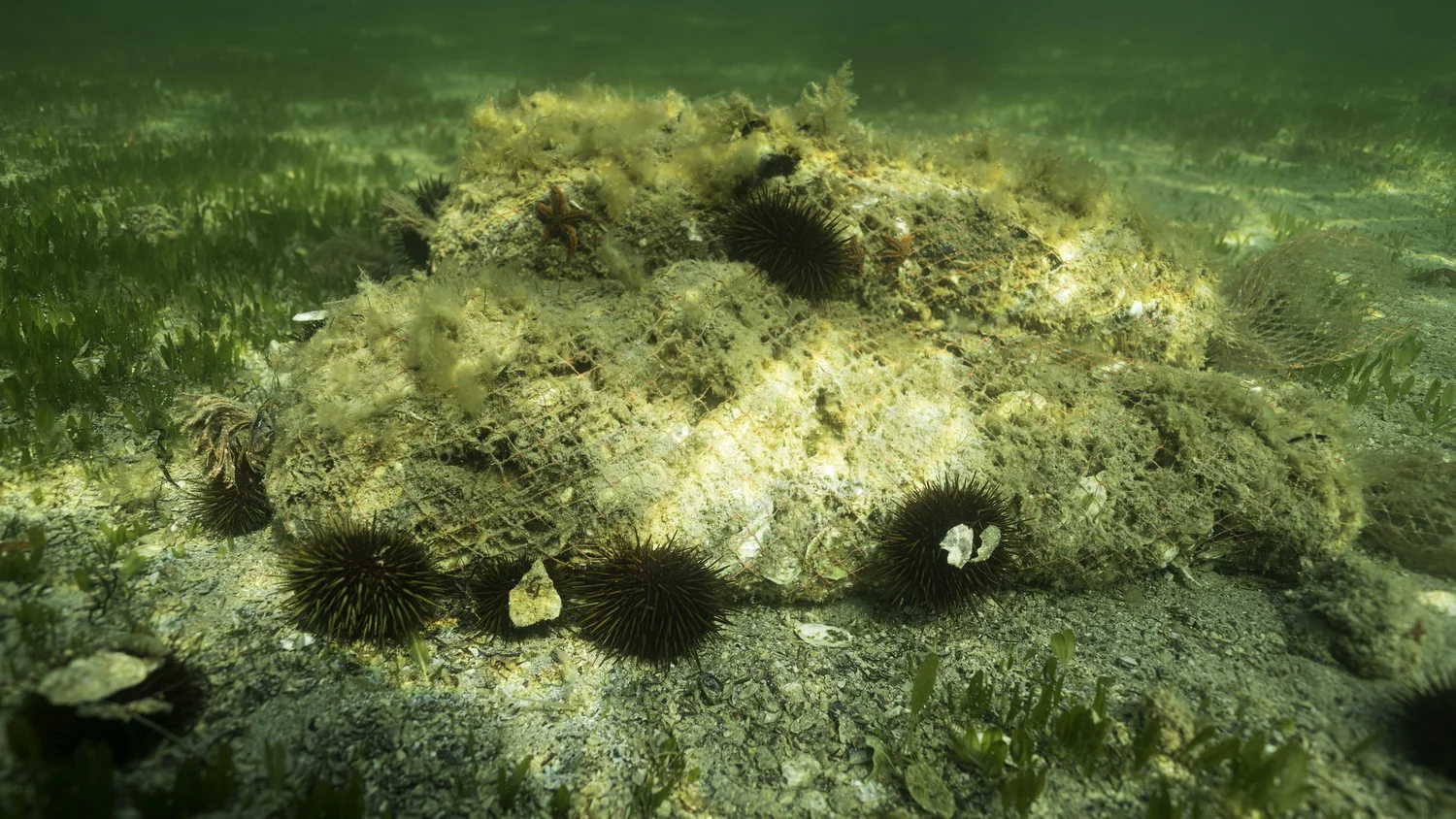 25 reefs — eyrelab