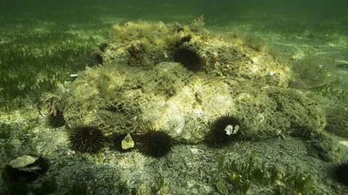 25 reefs — eyrelab