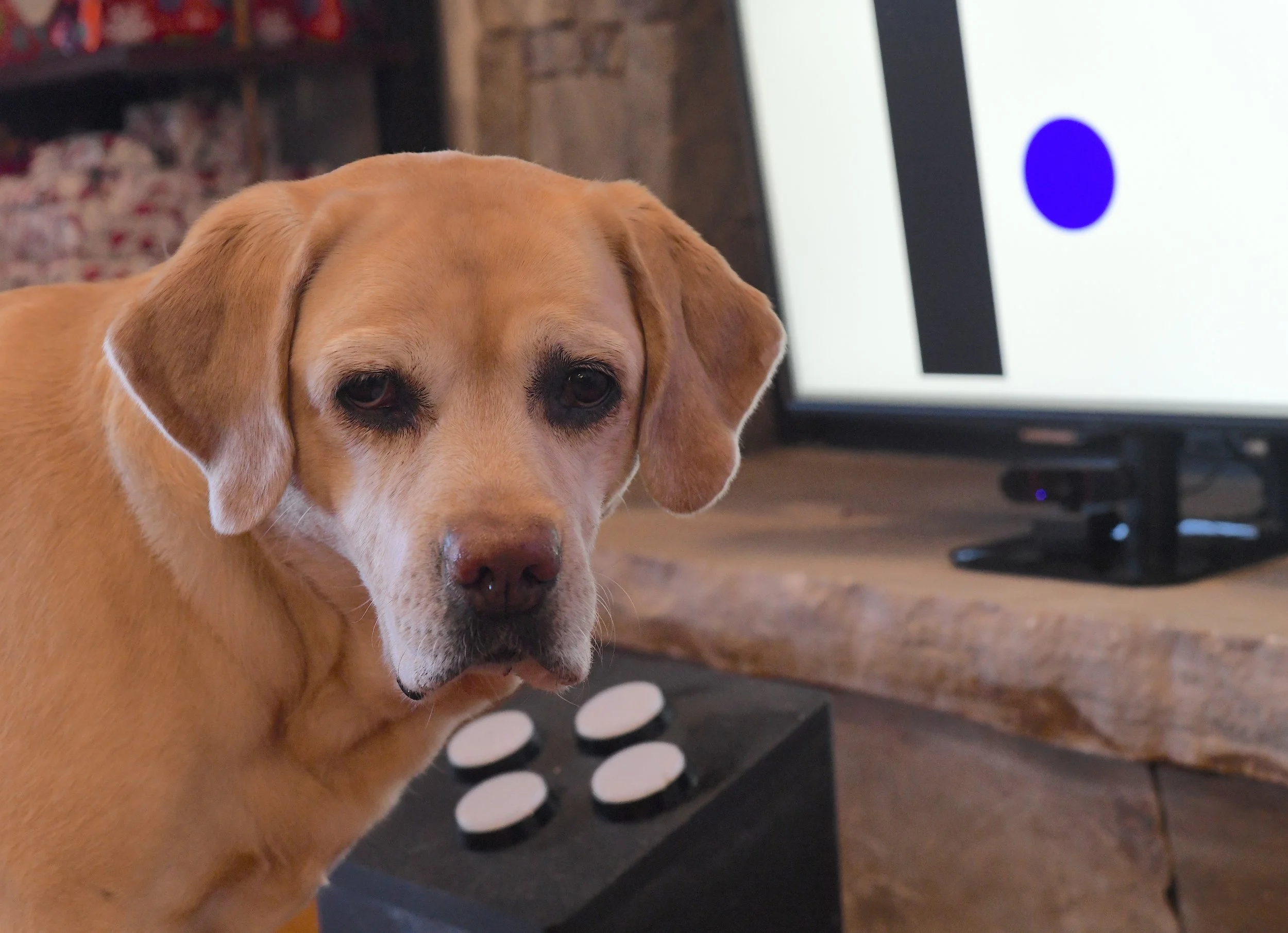 A yellow labrador retriever looks into a camera, with a game controller and monitor in the background.