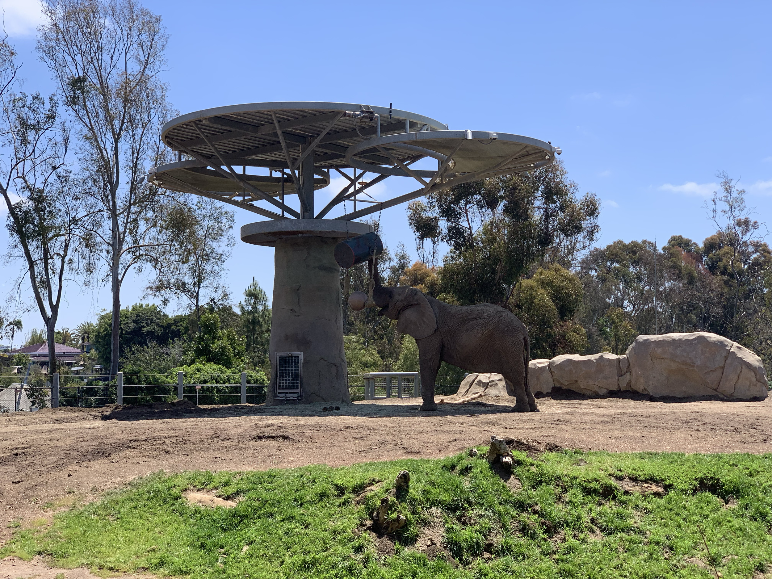 An elephant interacts with a raised feeding enrichment at a zoo.
