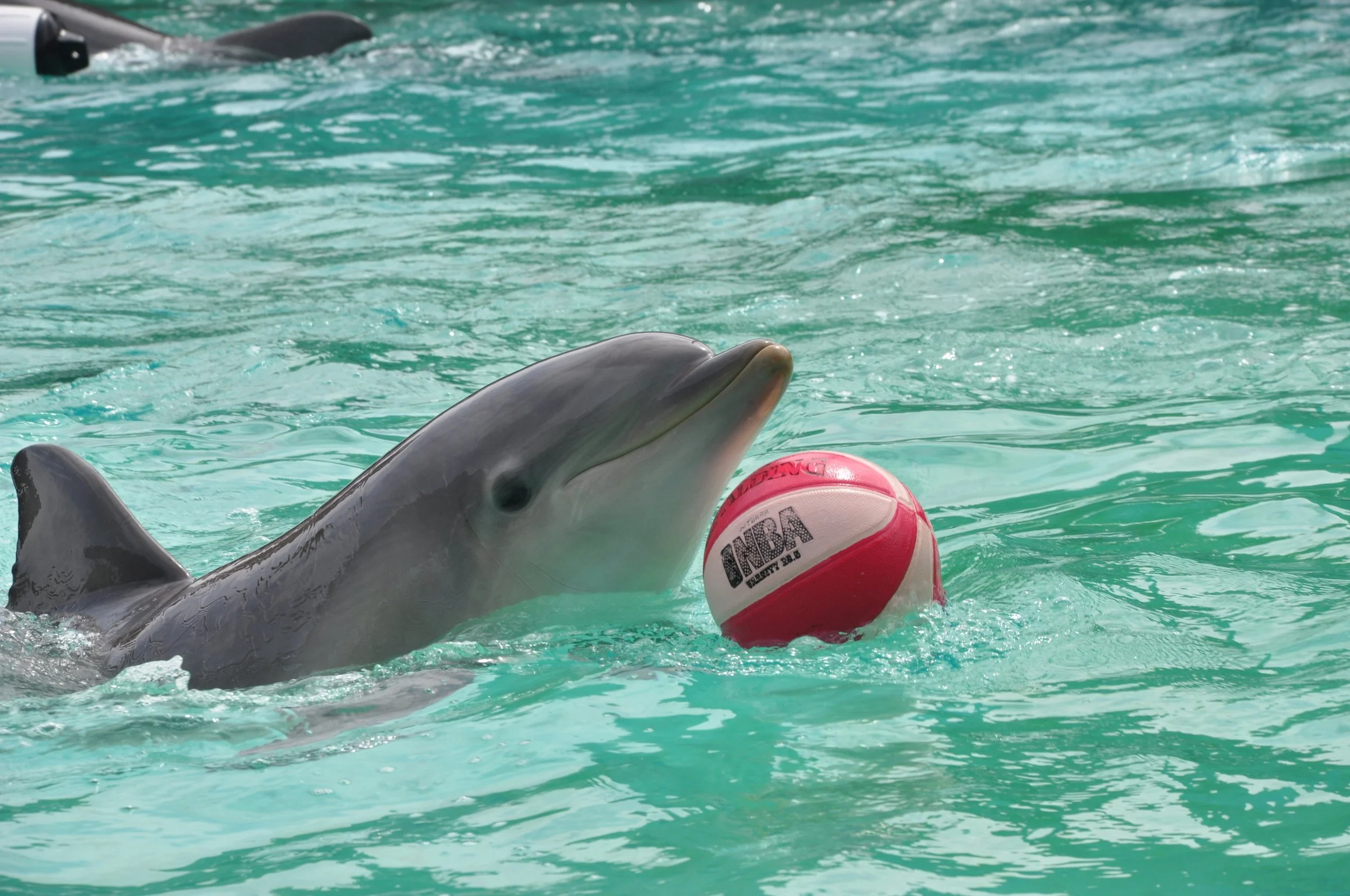 A young bottlenose dolphin plays with a red and white basketball.