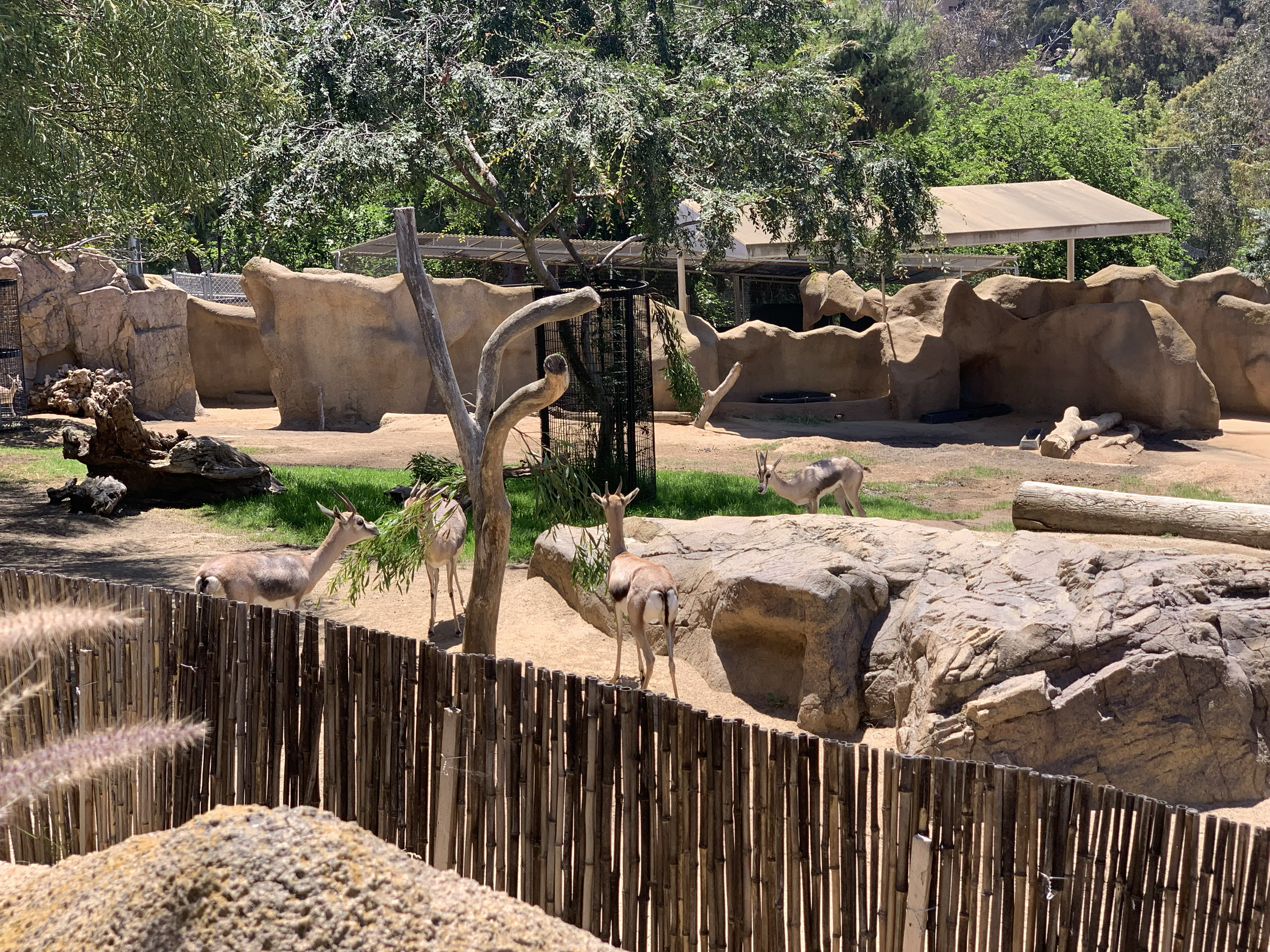 Small gazelle feed from green browse placed in their zoo habitat.