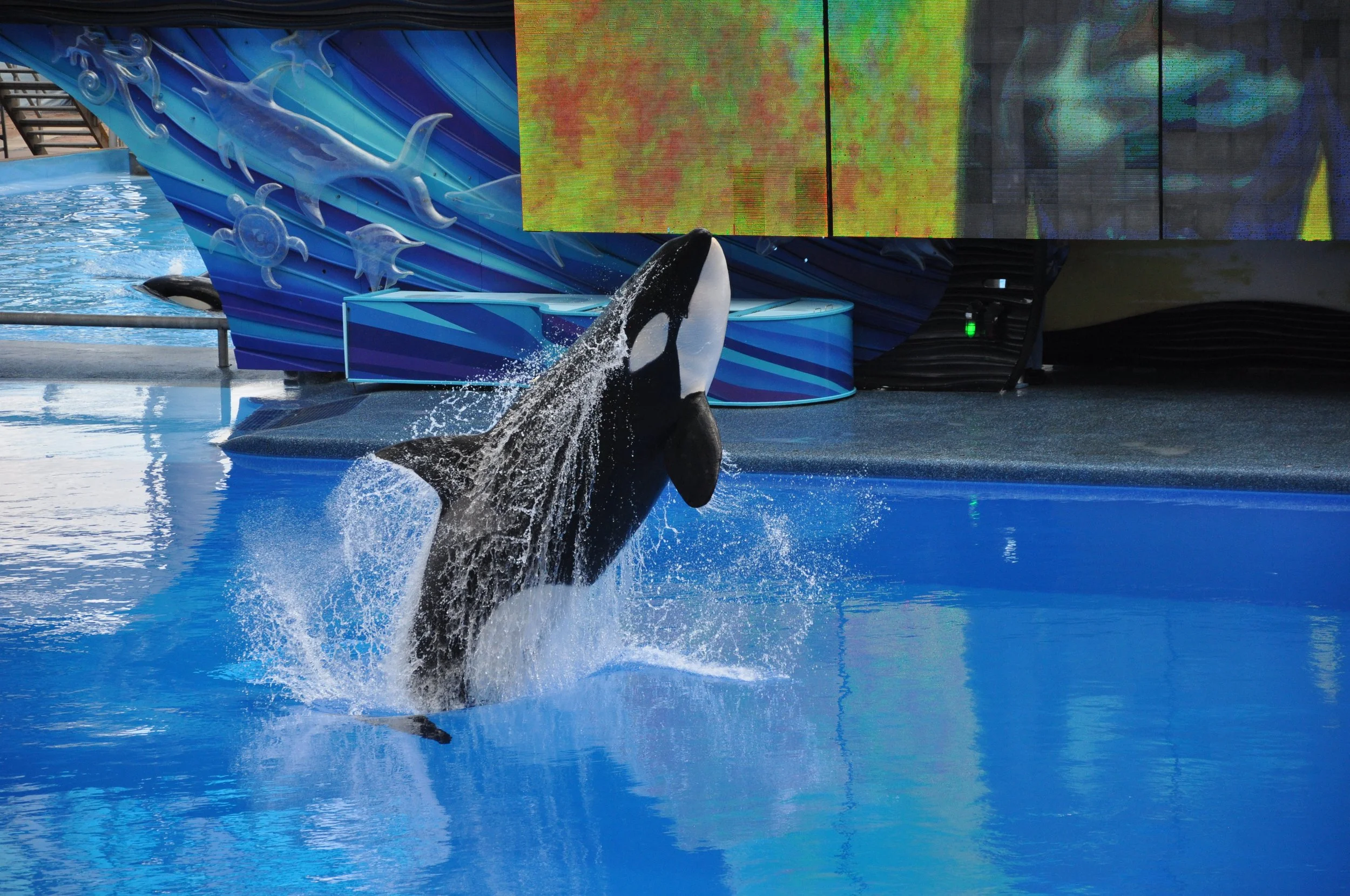 A killer whale leaps out of the water at an aquarium during a presentation