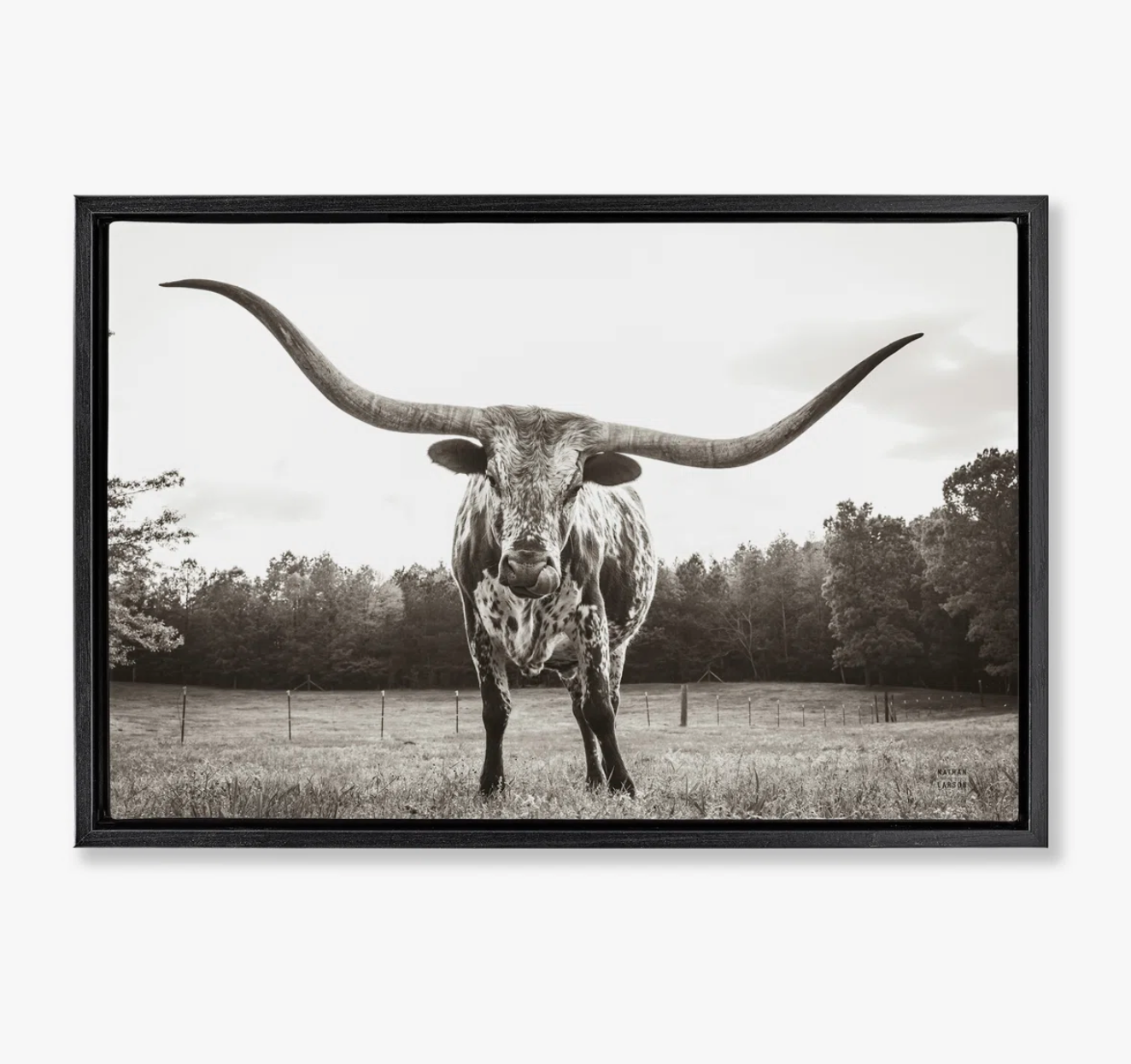 Longhorn Floater Canvas