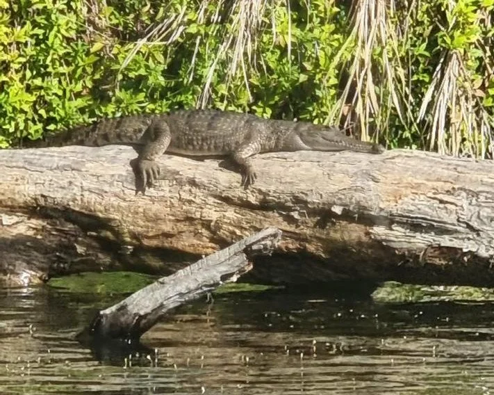 Crocodiles in North Queensland: 