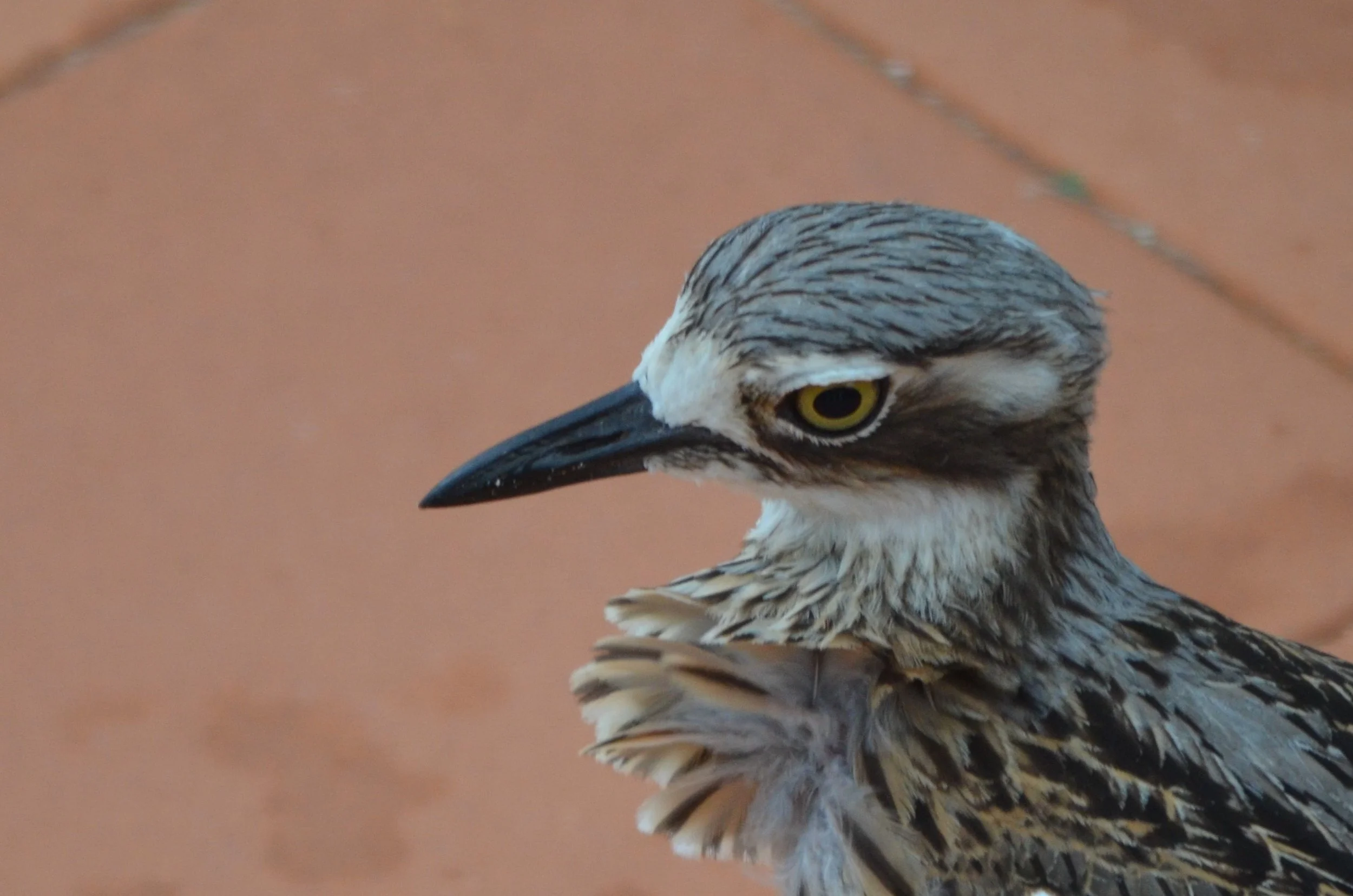 The Curlew: TheDrama Queen