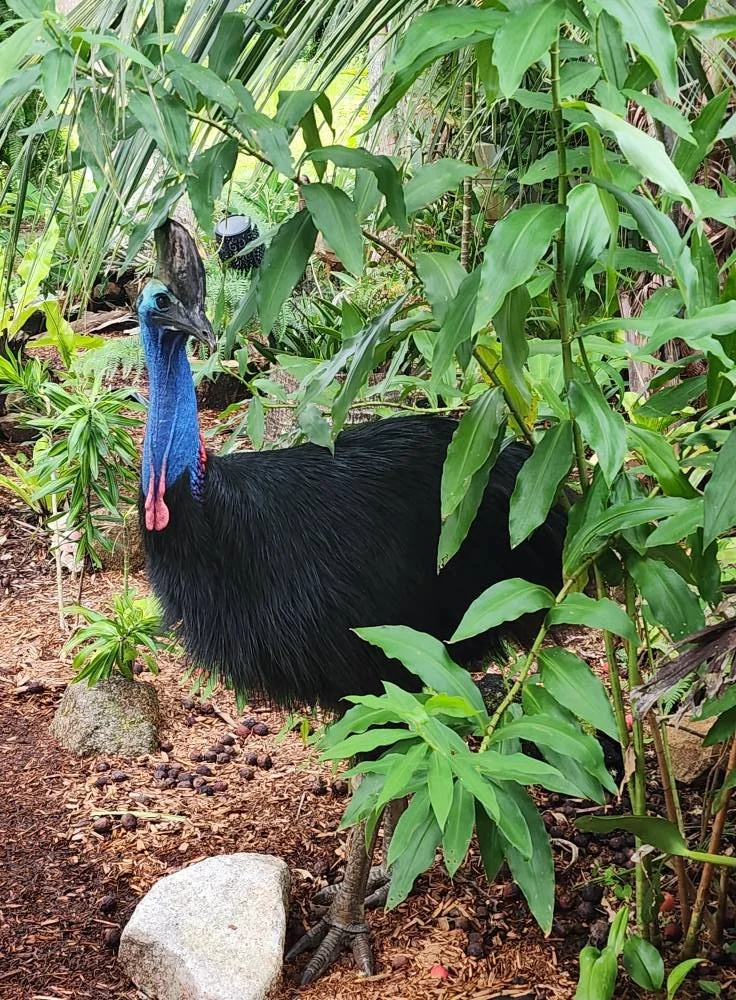 The Cassowary Chronicles Part 1