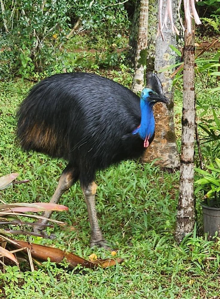 The Cassowary Chronicles Part 2