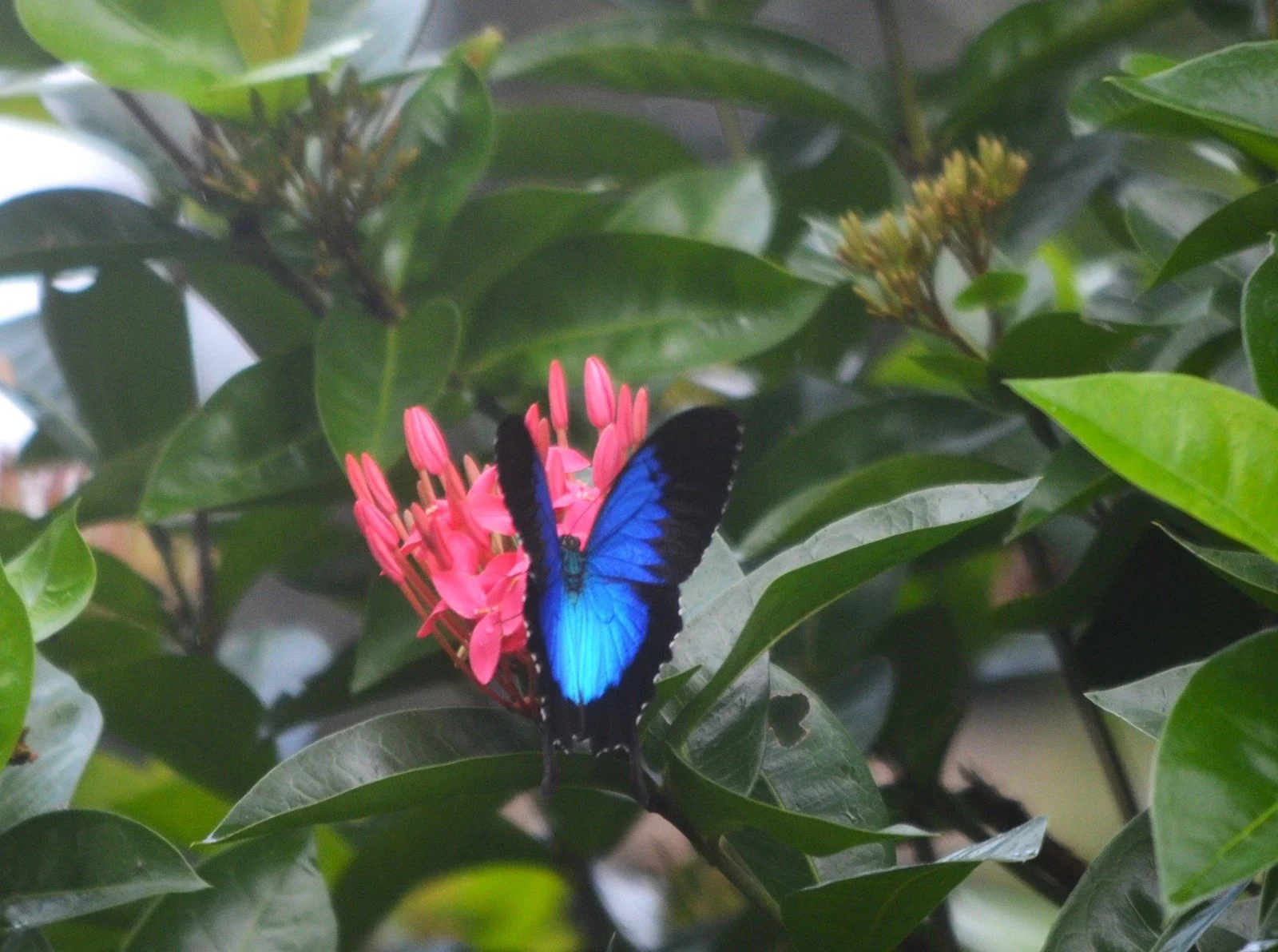 The Ulysses Butterfly…