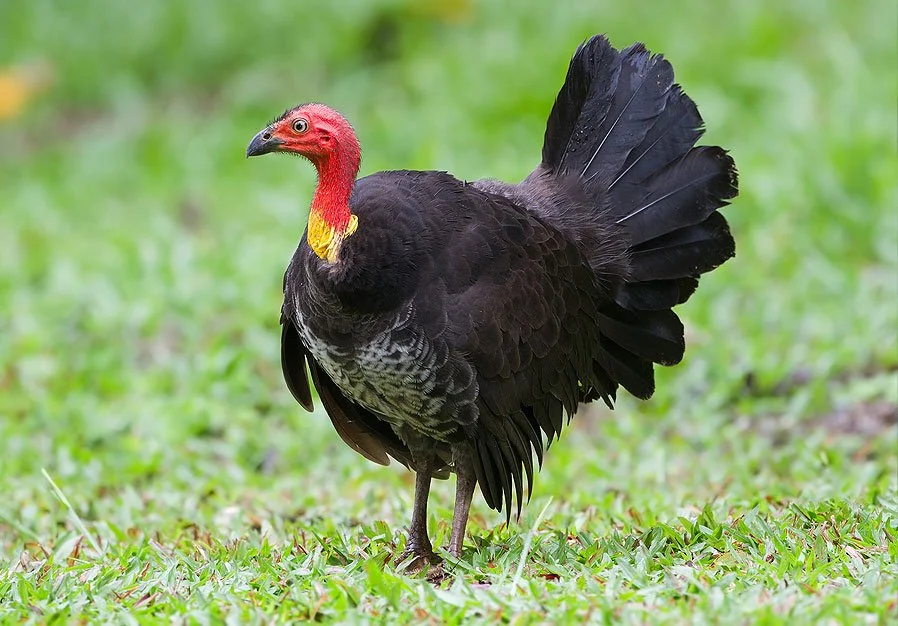 Scrub Turkeys of Mission Beach: