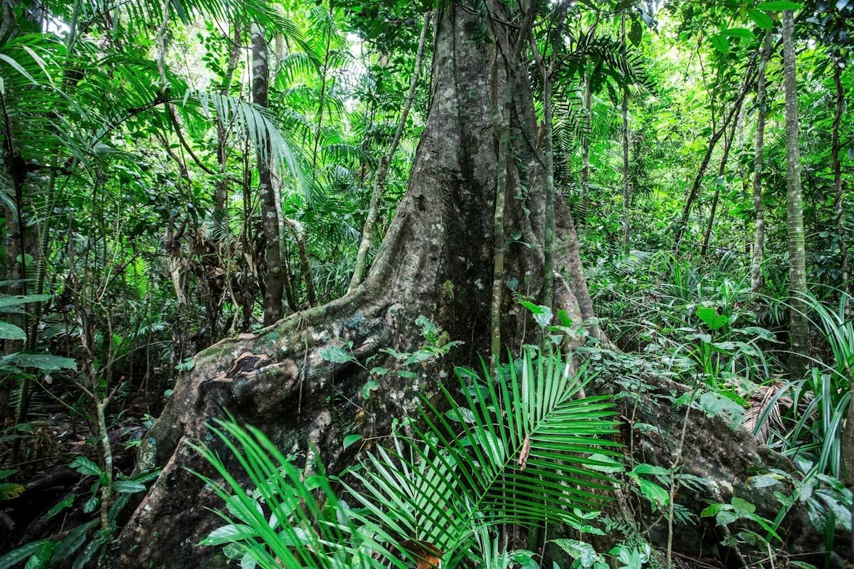 Where the Rainforest Breathes: