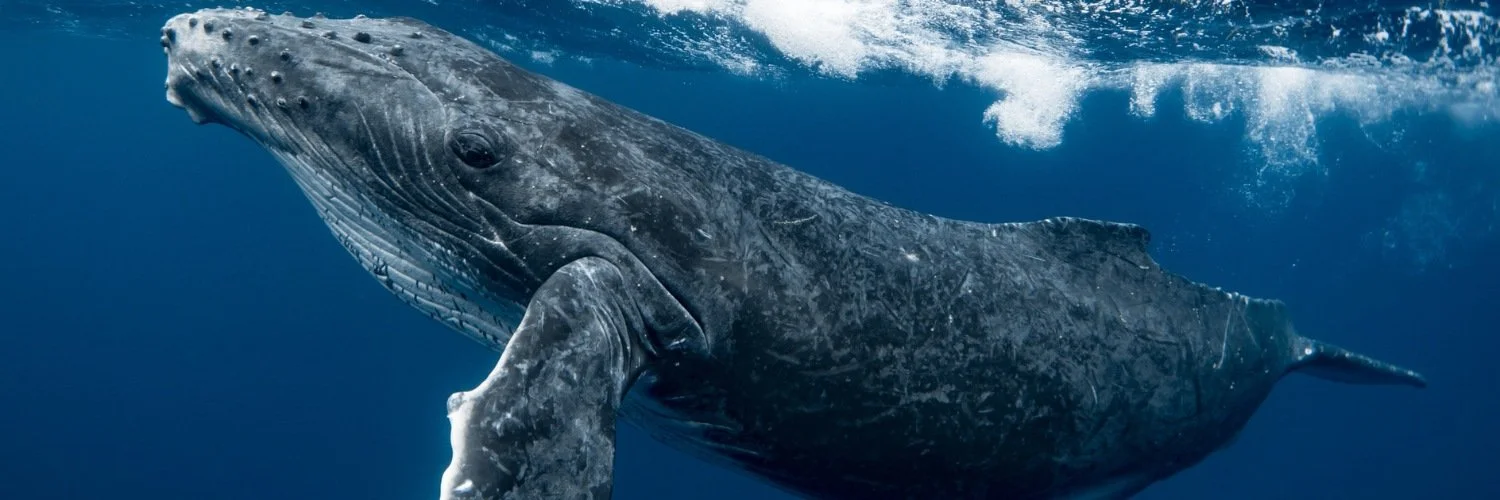 Whale Tales: What the Humpbacks Really Think of Mission Beach…