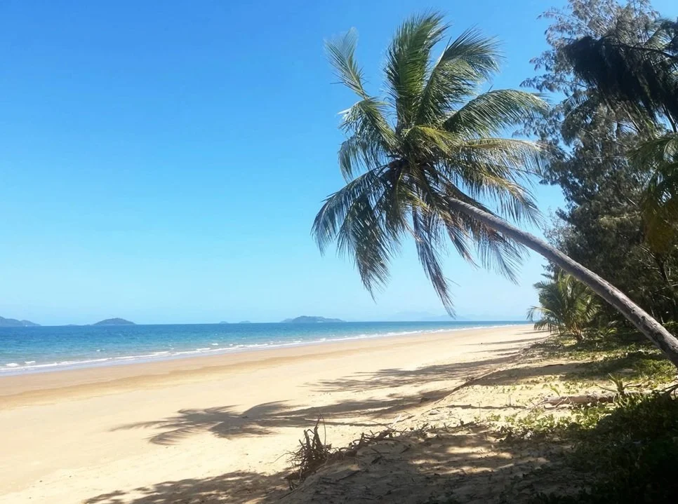 Palm Trees Swayig in the breeze