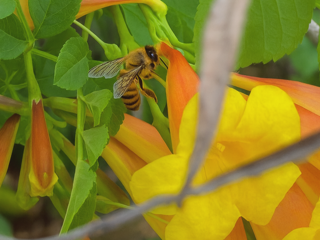 The Bees of Wongaling Beach: