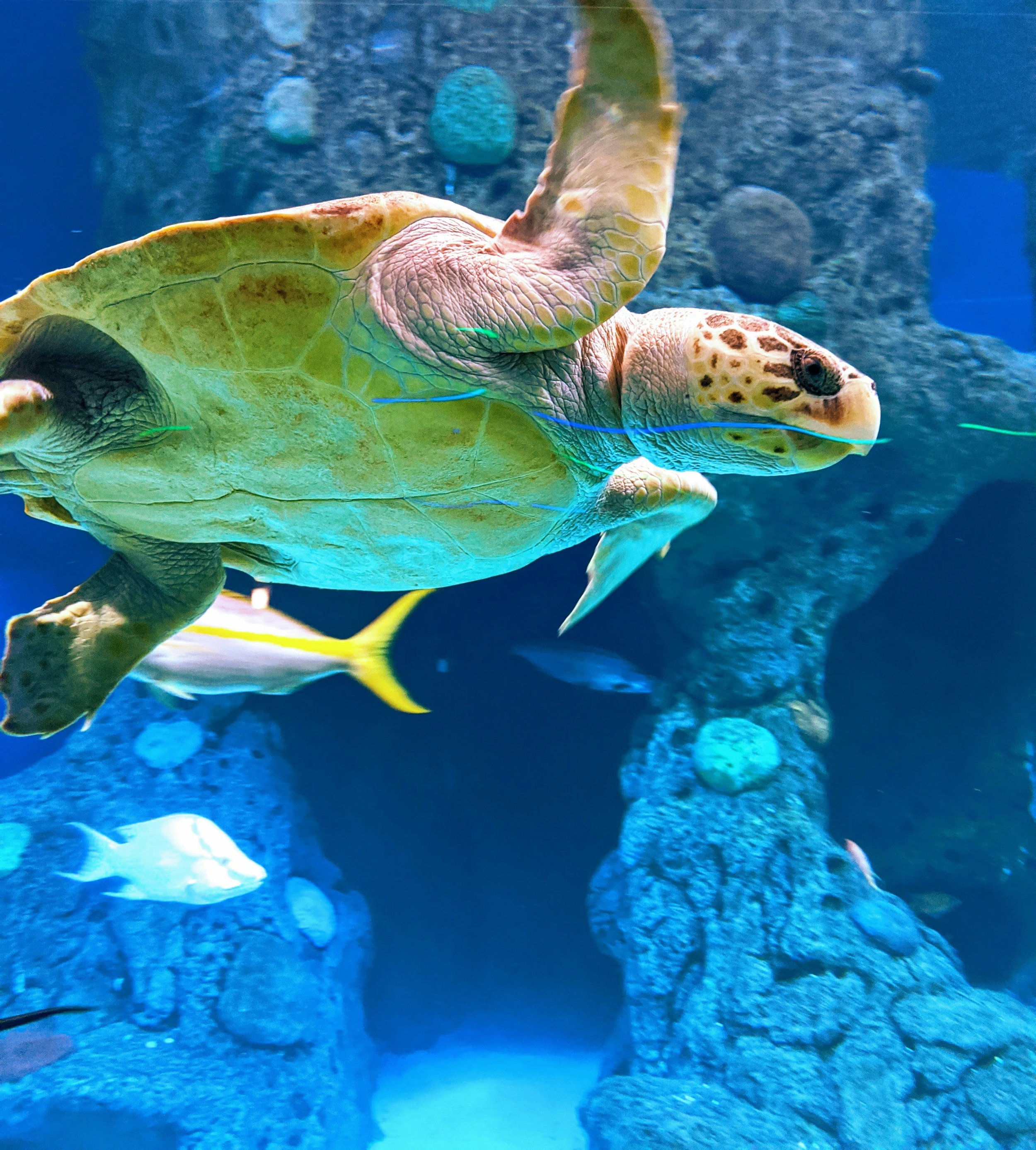 Turtles at Mission Beach: 