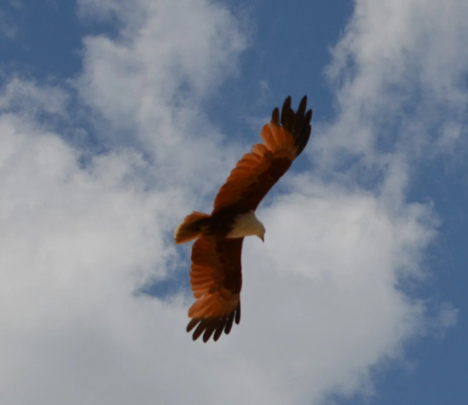 Birds of Prey of Mission Beach