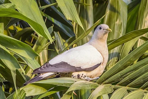 A dove perched among green, leafy plants.