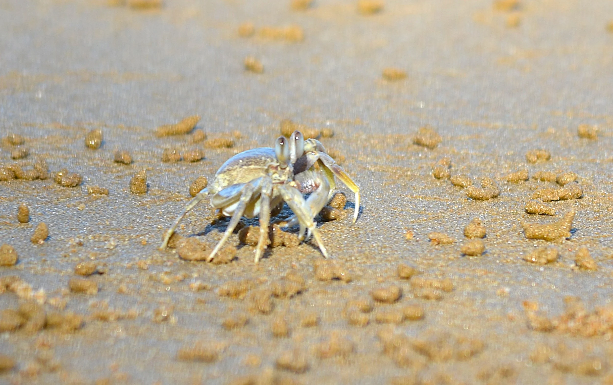 Ghost Crabs of the Coral Coast