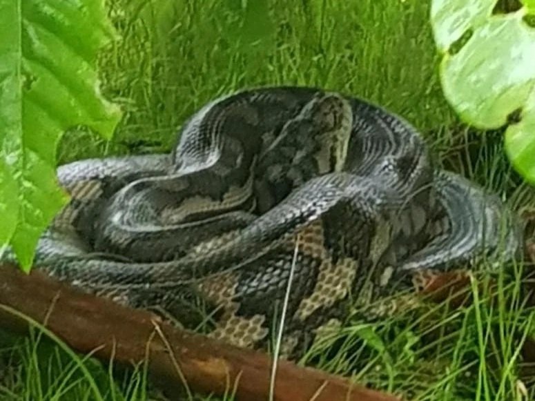 Pythons of Mission Beach…