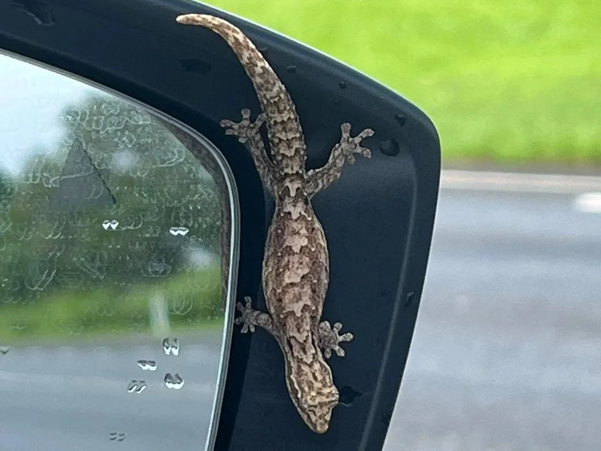 A Day in the Life of Gary the Gecko at Fridays at Three
