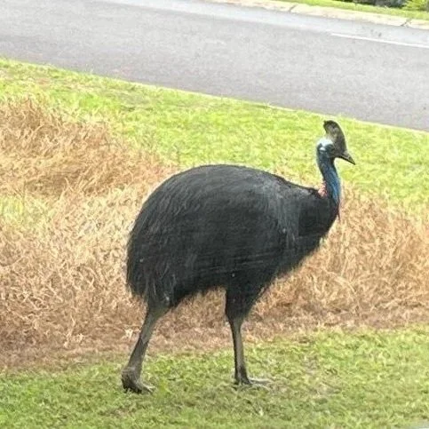 Cassowary in front of Fridays at Three