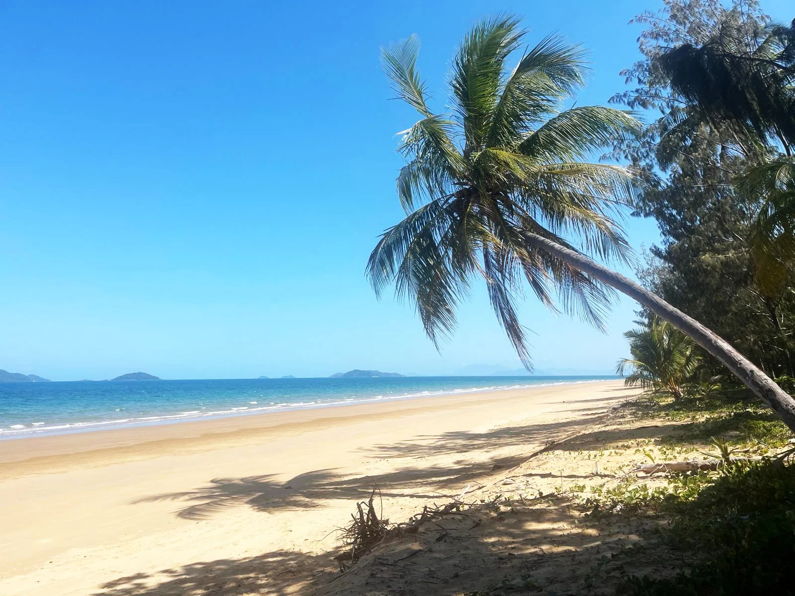 Coconut Palms of Mission Beach: 