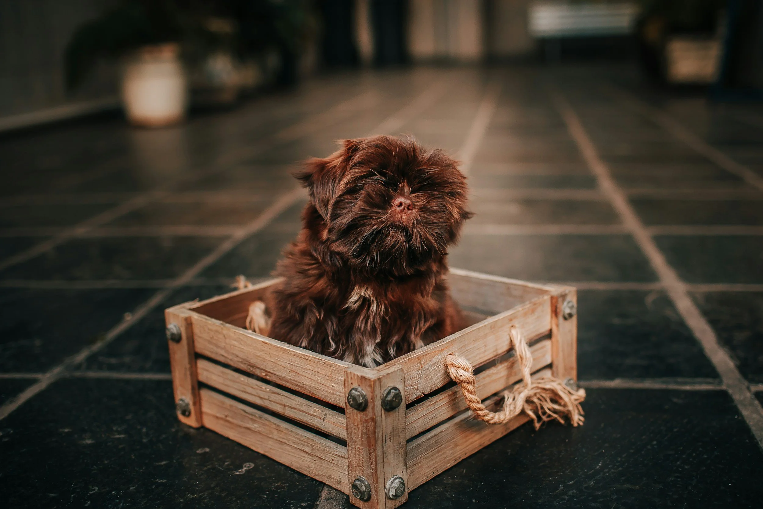 A small brown puppy with fluffy fur sitting inside a wooden crate on a tiled floor.