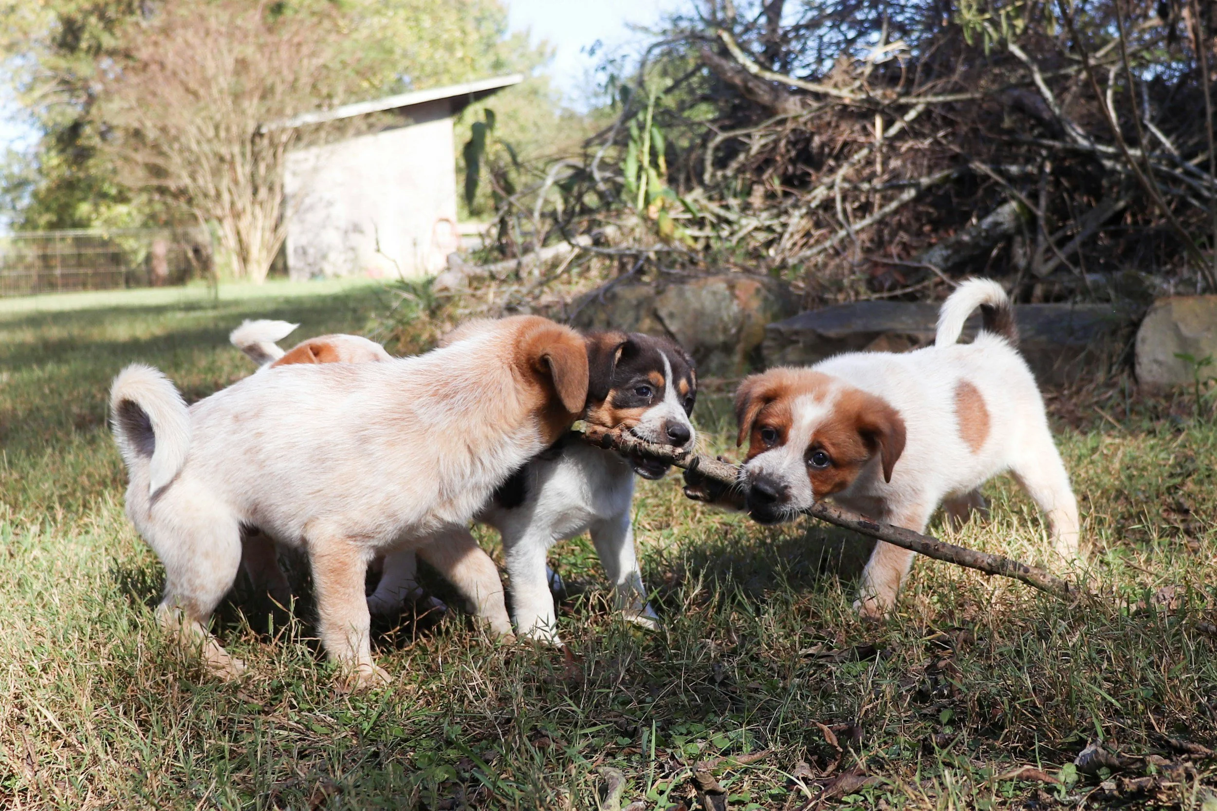 Three puppies playing with a stick on grass in a backyard.