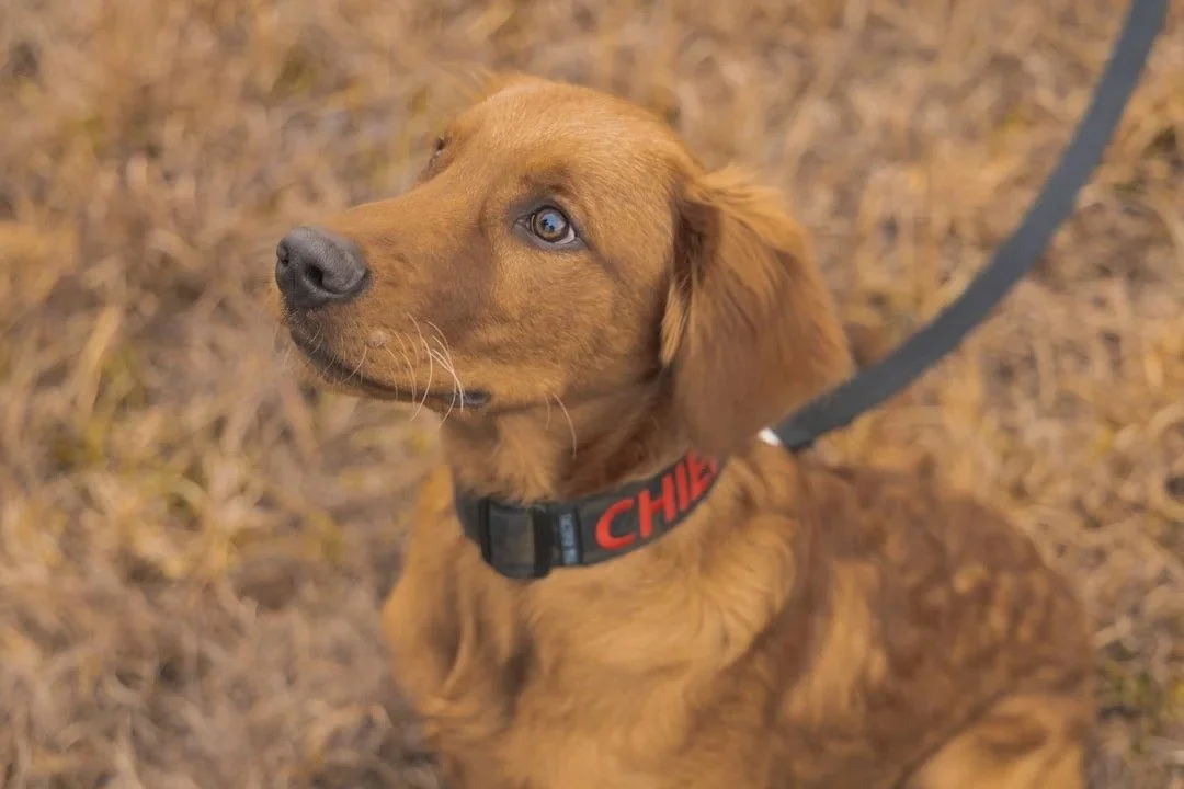 Young brown puppy with blue eyes wearing a black collar with red letters, sitting outdoors on dry grass.